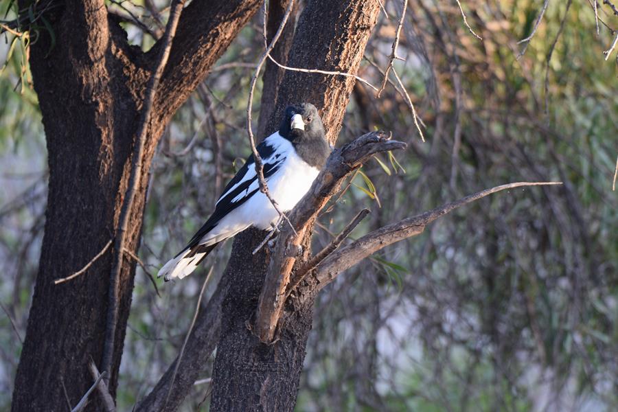 Butcherbird pied 2023 008.JPG